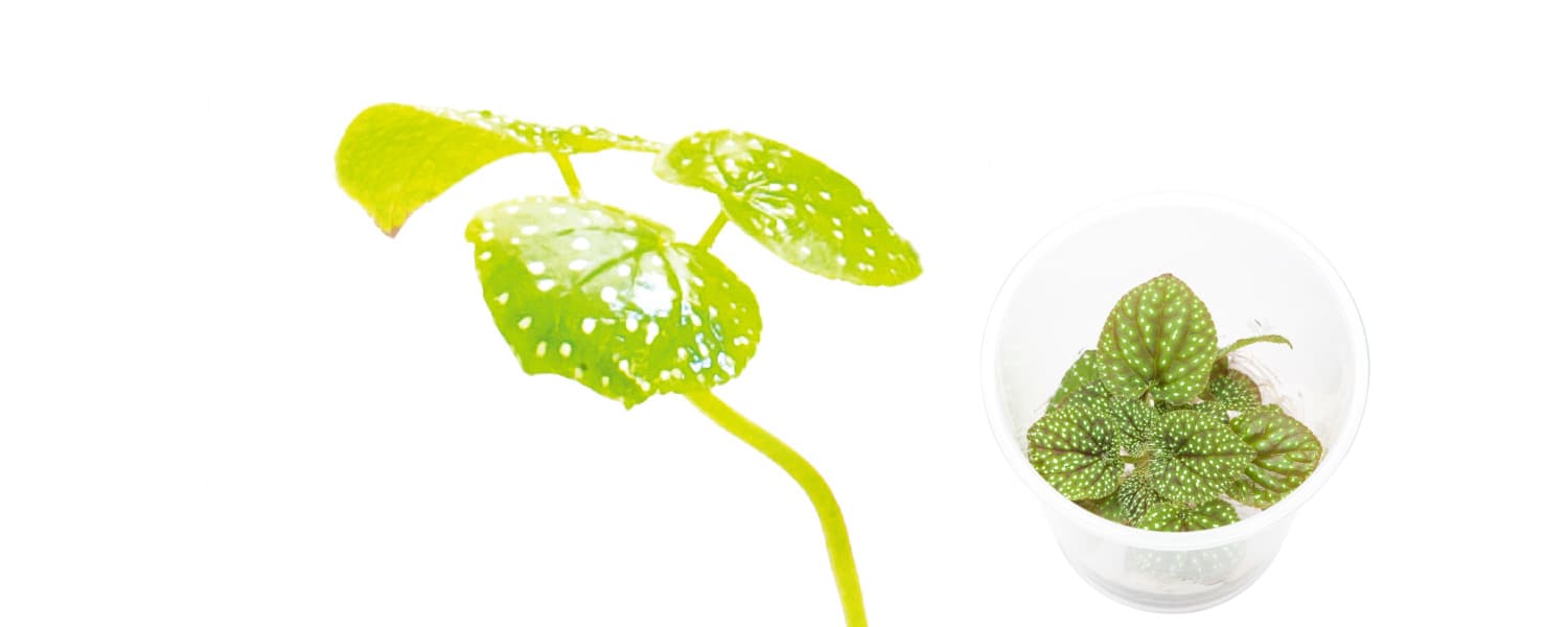 Rotala rotundifolia 'Wayanad'