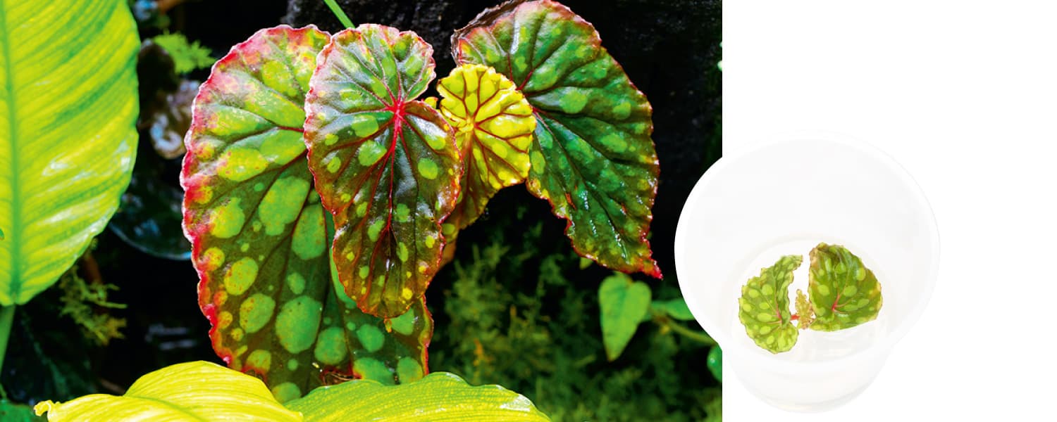 Begonia chlorosticta 'Green'