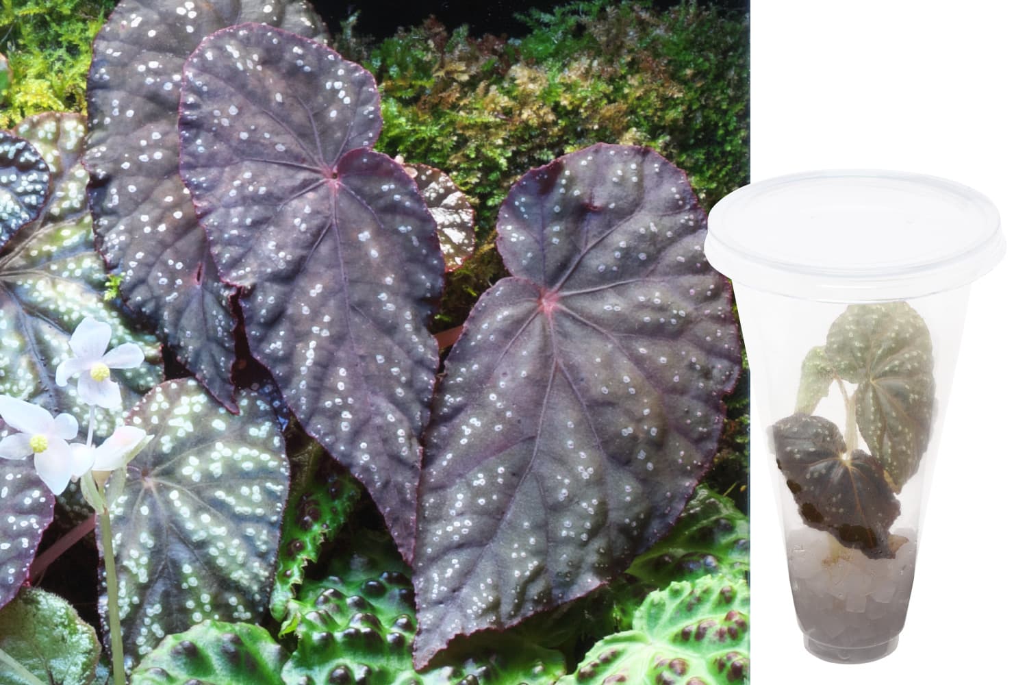 Begonia pheoniogramma I