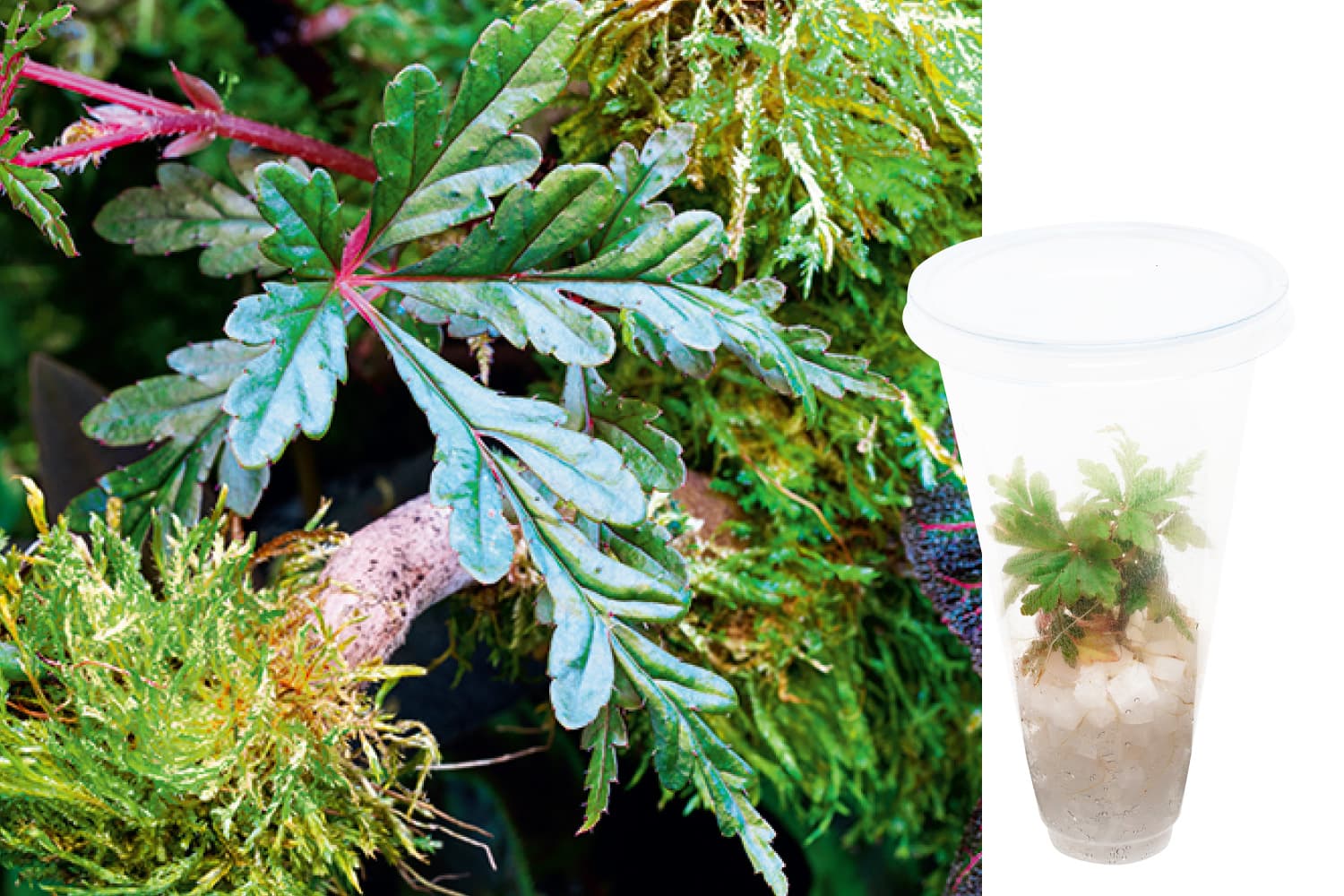 Begonia polilloensis