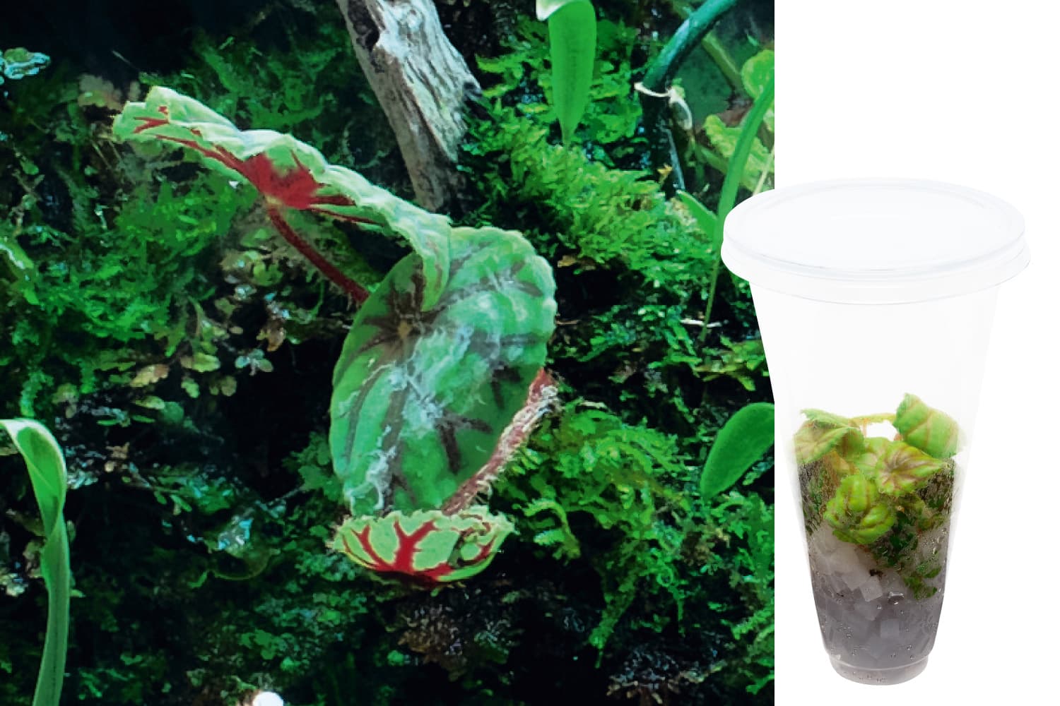 Begonia quadrialata sp. Nimbaensis