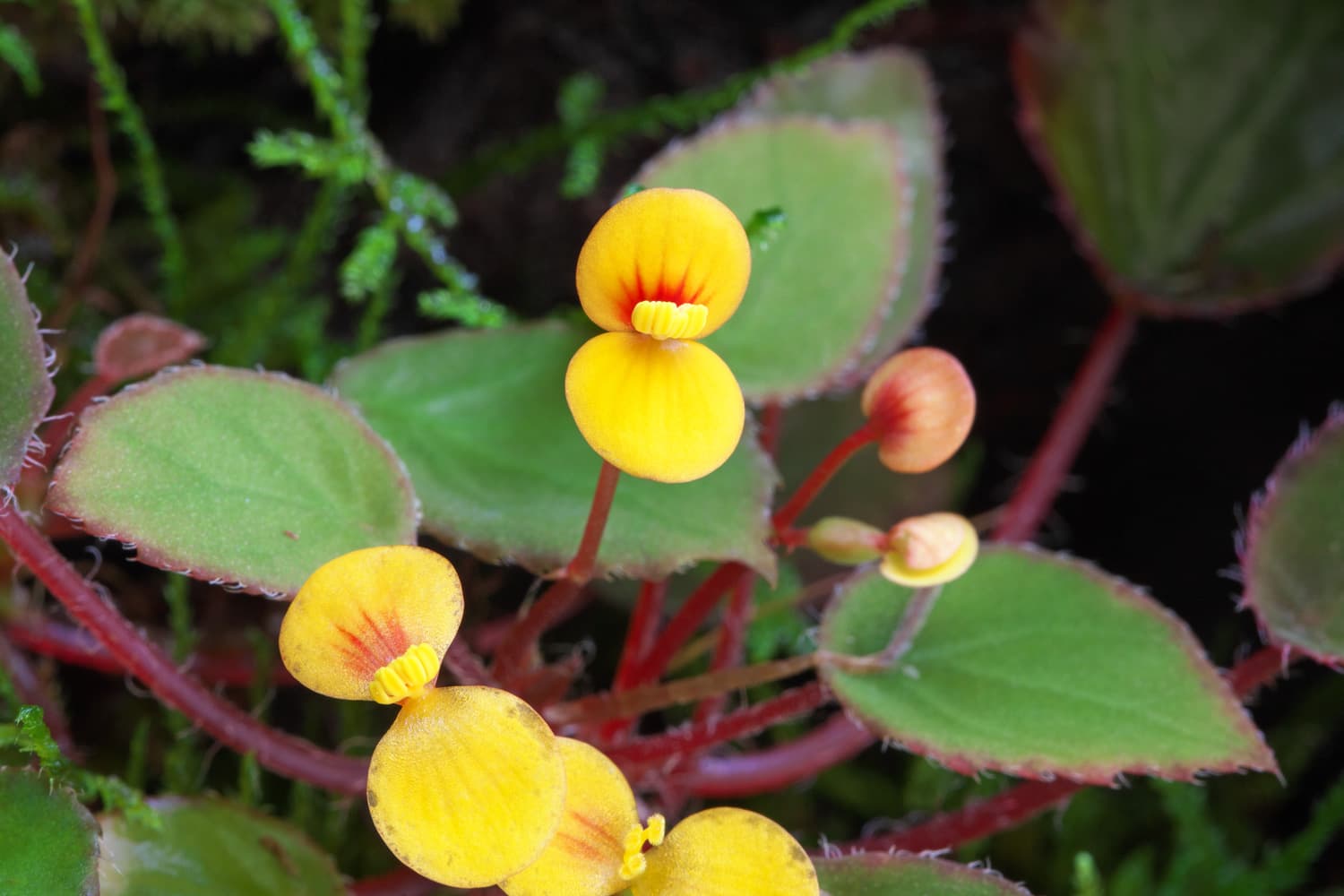 Begonia vankerckhovenii