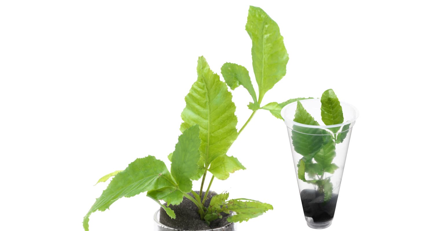 Bolbitis heteroclita