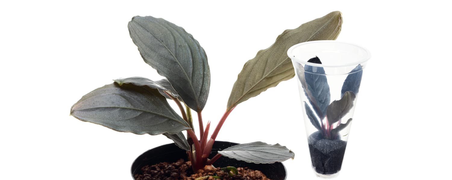 Bucephalandra kishii