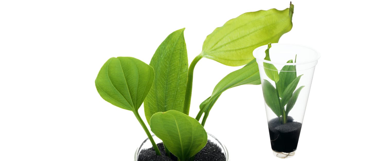 Echinodorus argentinensis