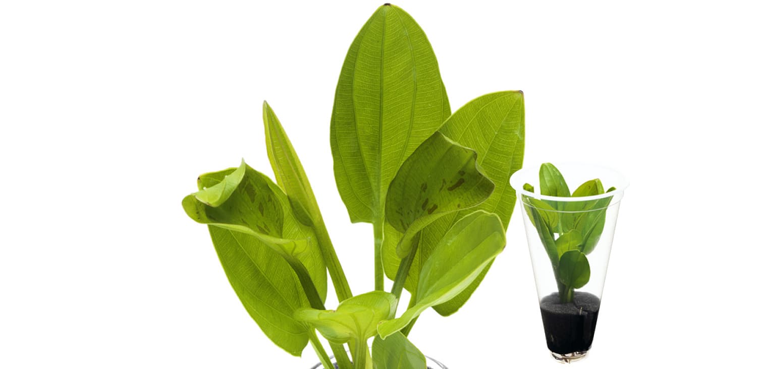 Cryptocoryne wendtii 'Green'