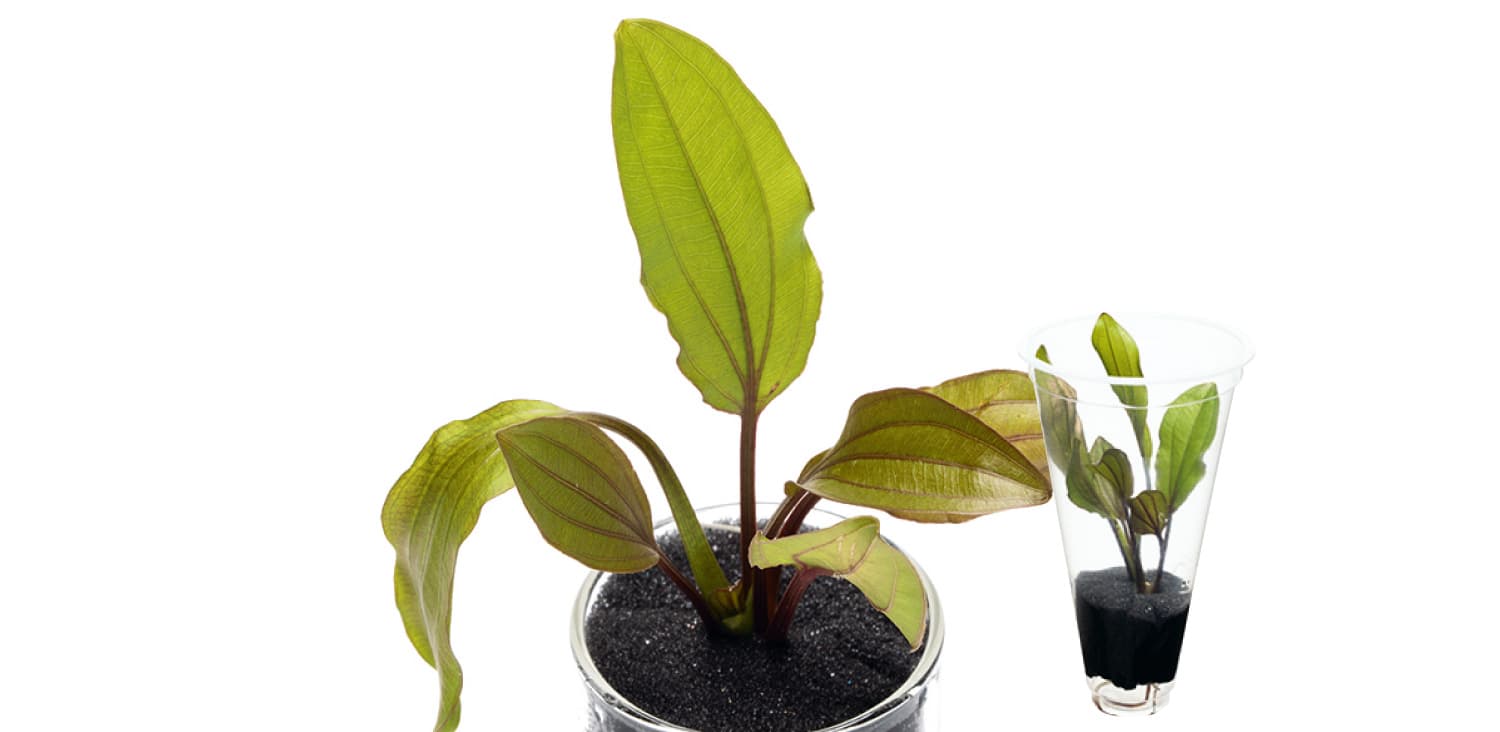 Lagenandra meeboldii 'red'