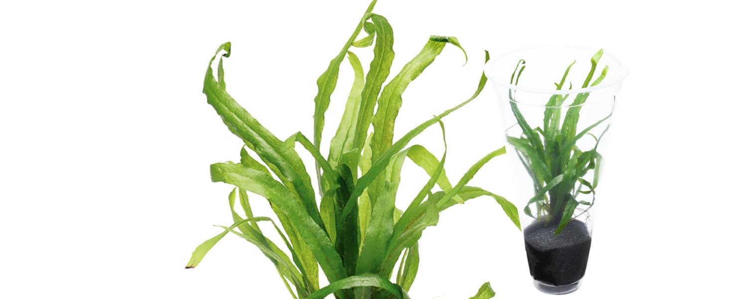 Microsorum pteropus 'Trident'