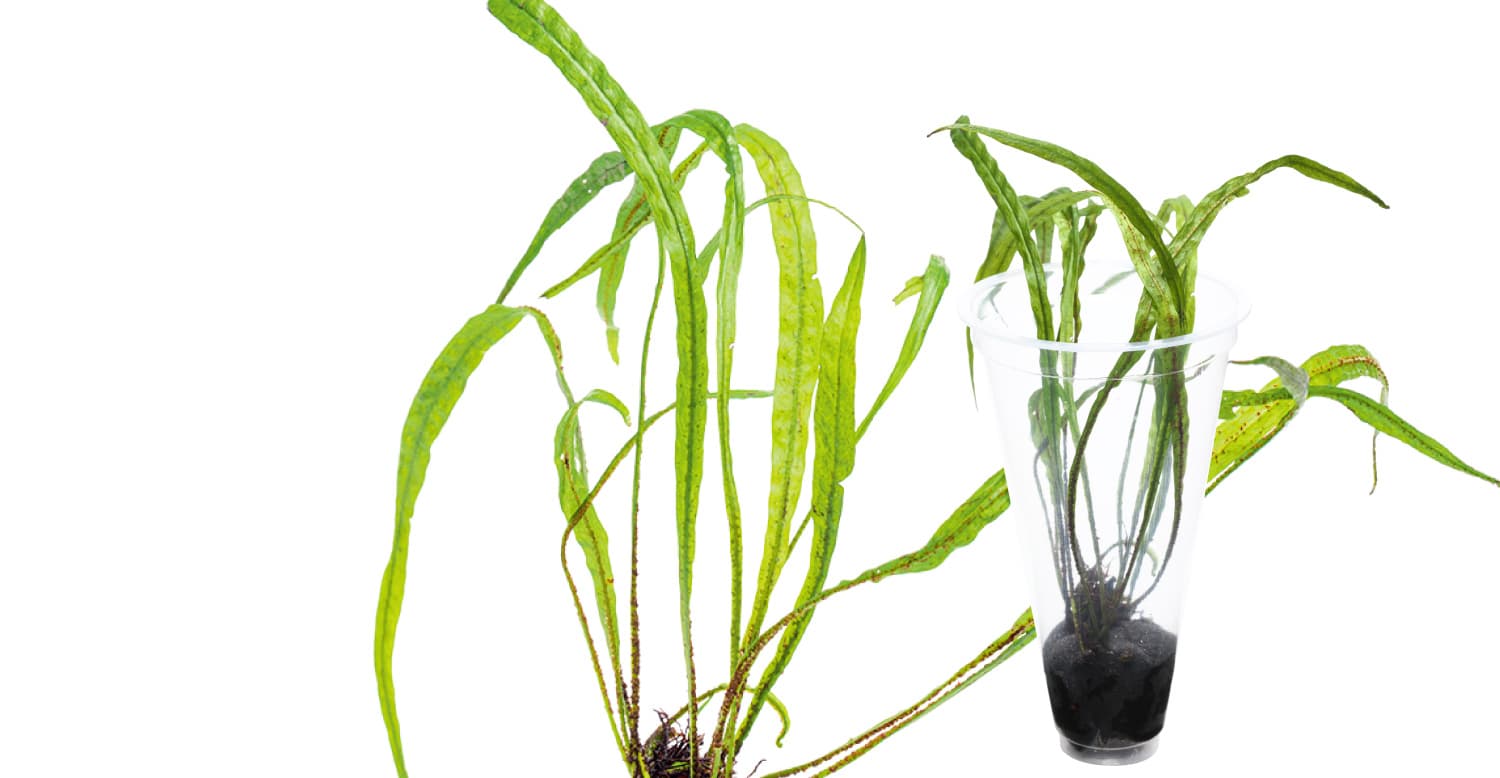 Microsorum pteropus 'Narrow Leaf'