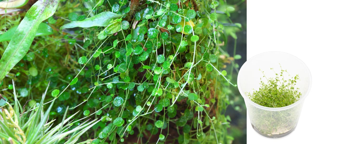 Peperomia emarginella