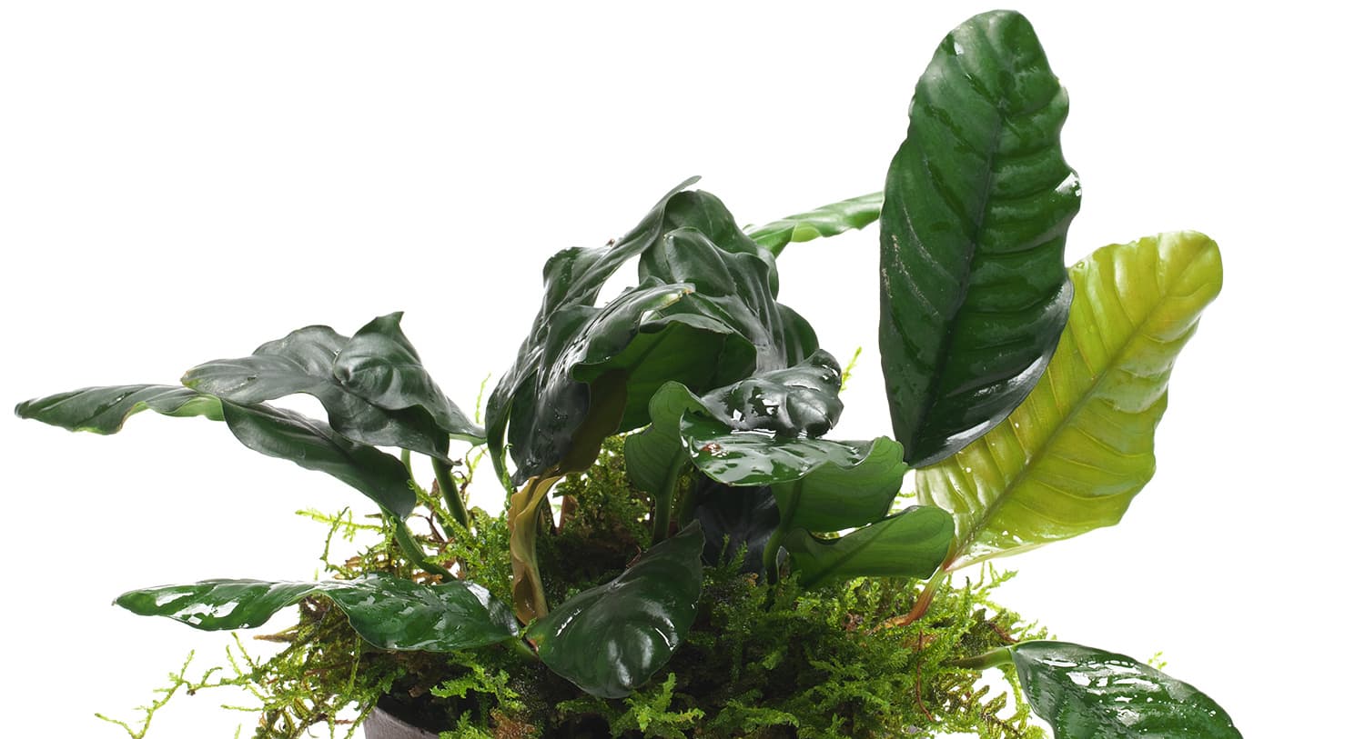 Anubias barteri var. 'Coffeifolia'