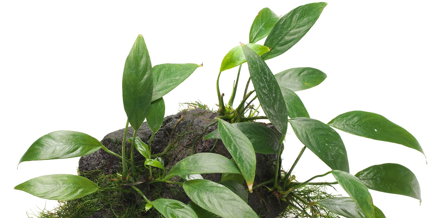 Anubias barteri var 'Glabra'