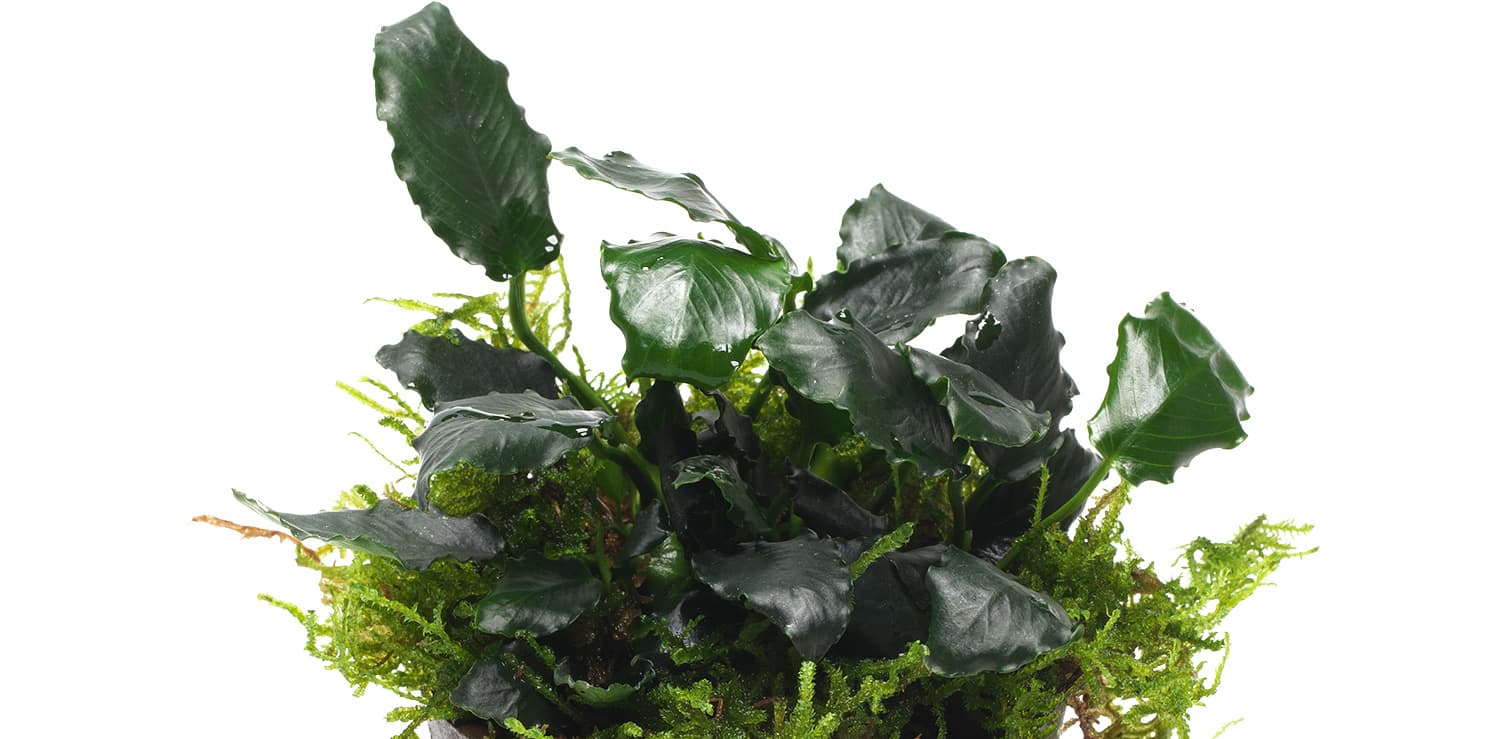 Anubias barteri var nana Kirin