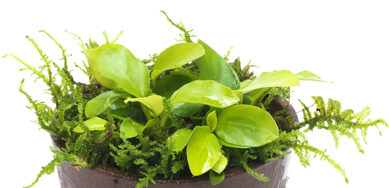 Anubias barteri var. nana 'Gold'