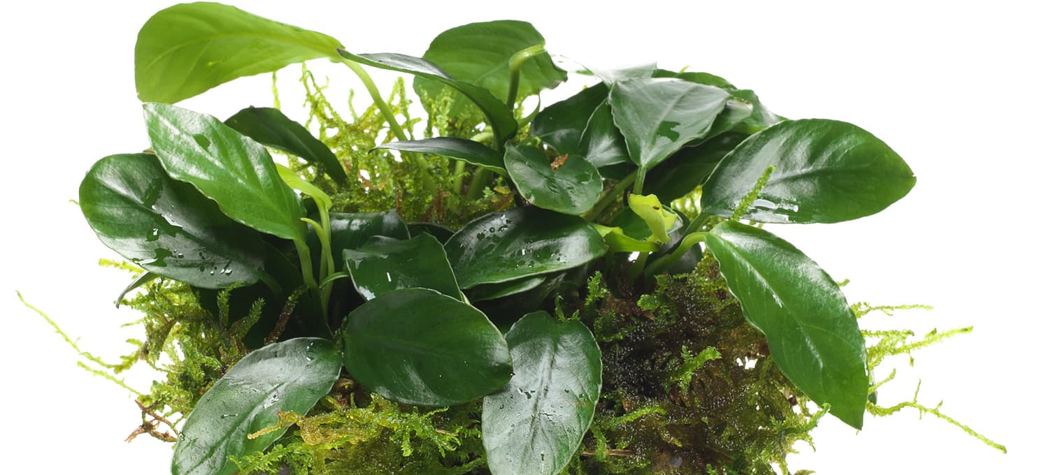 Anubias barteri var.nana 'Snow flake'