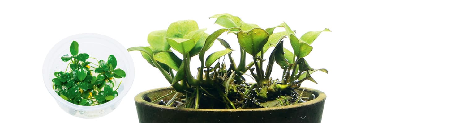 Anubias barteri var. nana 'Petite'