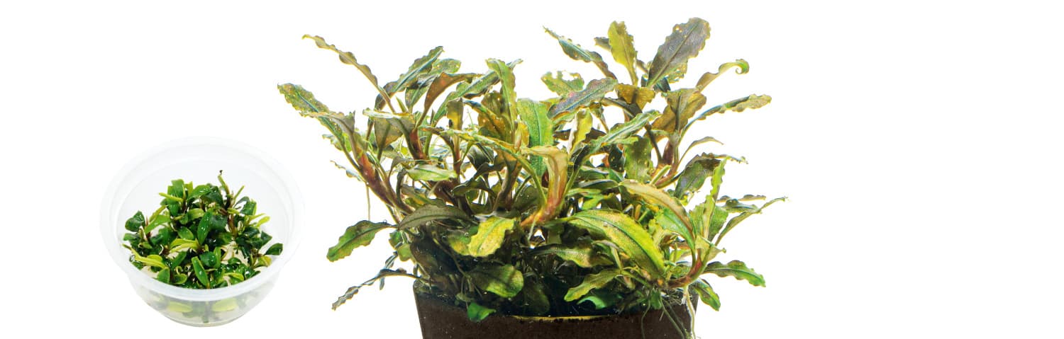 Bucephalandra gigantea 'GZ' thumbnail 2