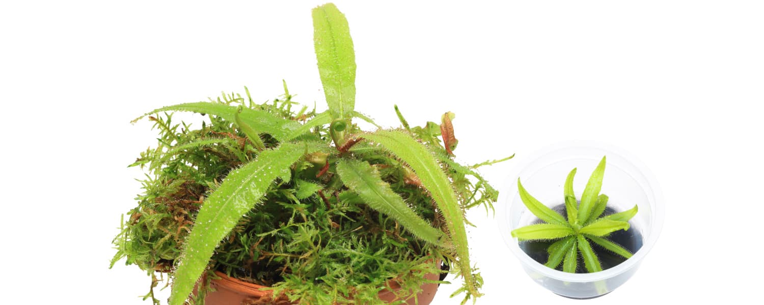 Drosera adelae