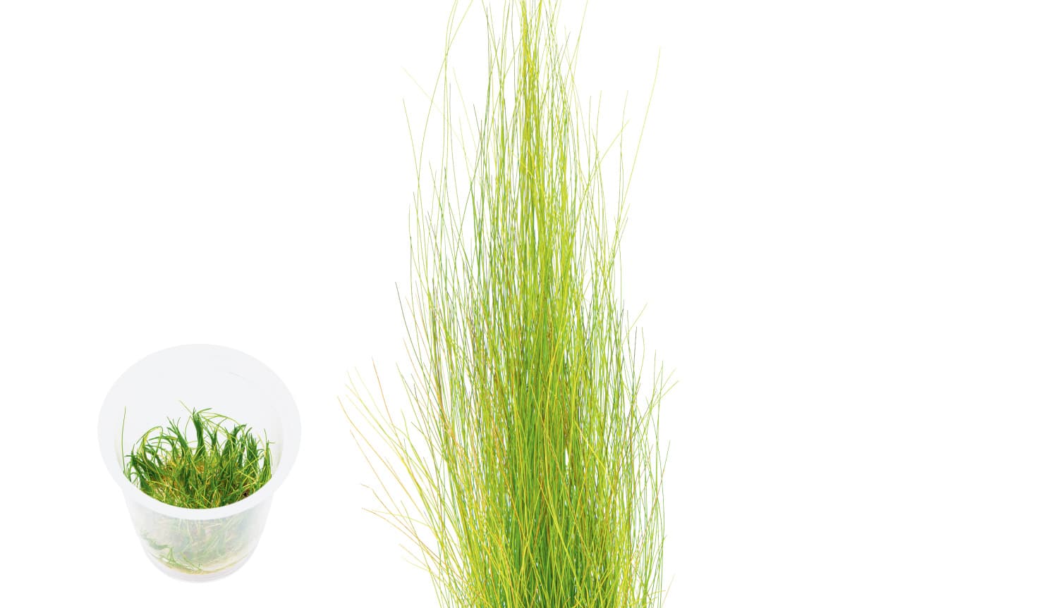 Eleocharis montevidensis