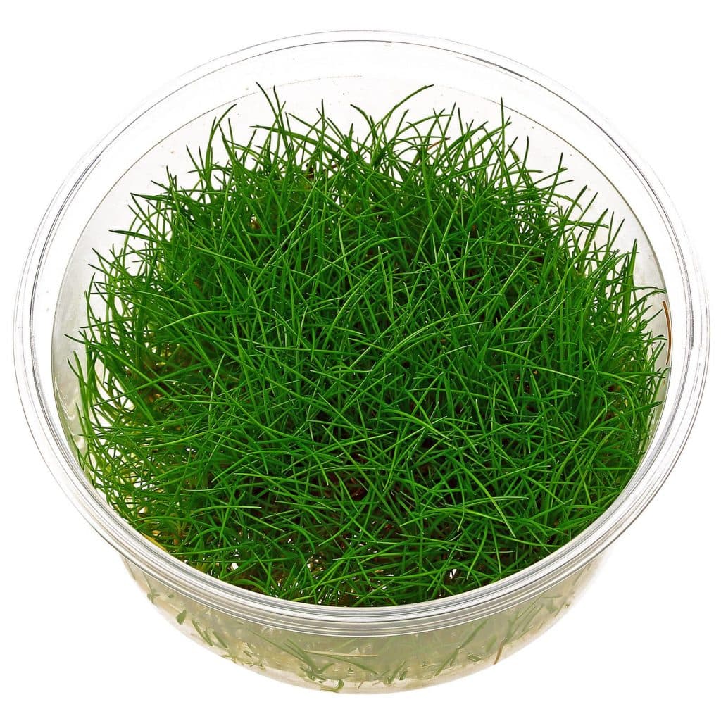 Eleocharis acicularis 'mini' thumbnail 2