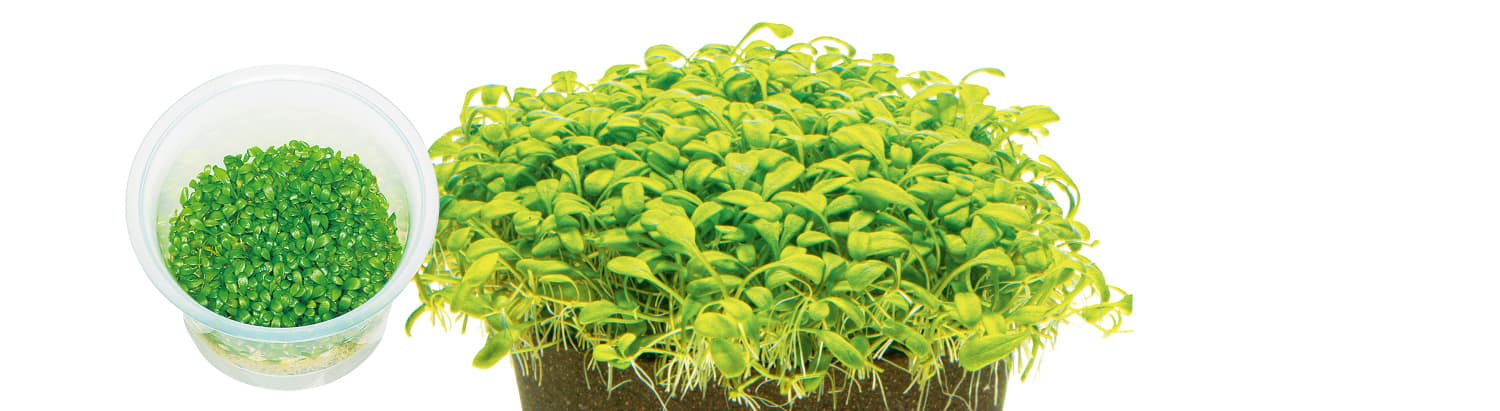 Glossostigma elatinoides thumbnail 2