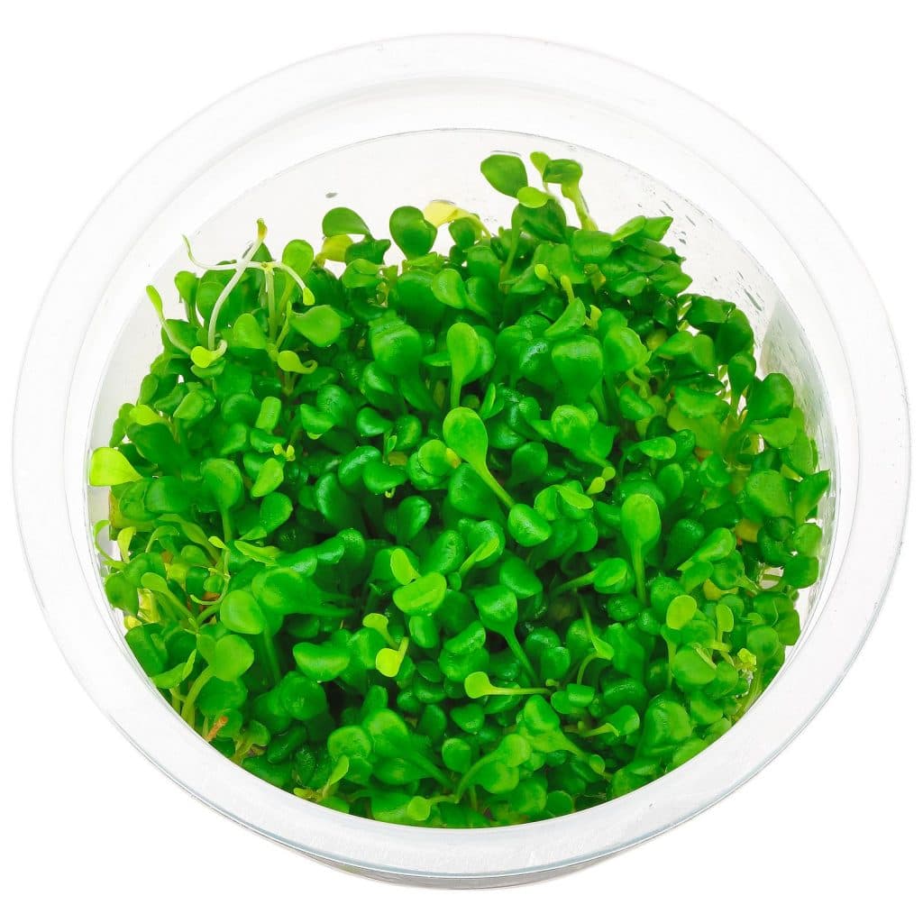 Glossostigma elatinoides