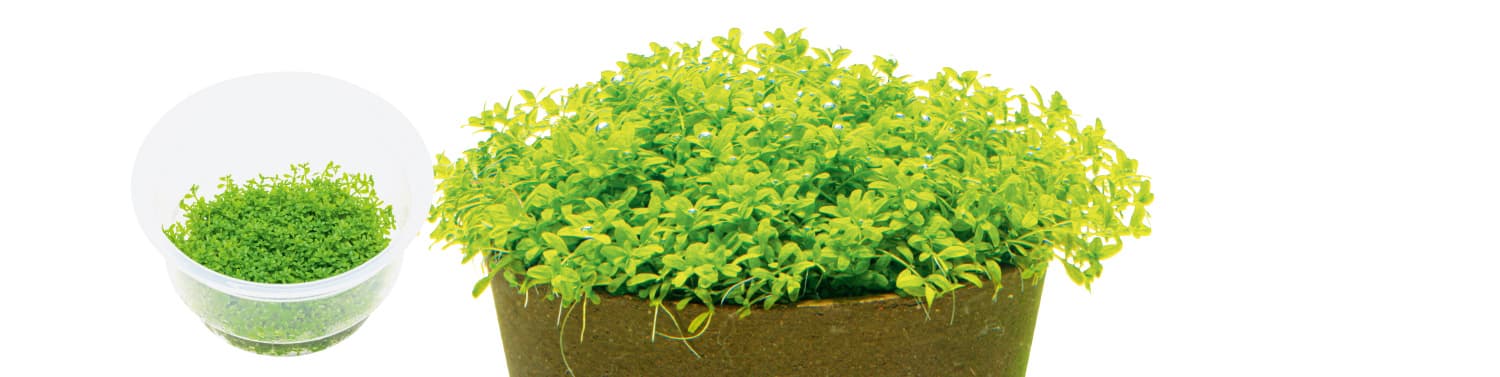 Hemianthus callitrichoides 'Cuba'