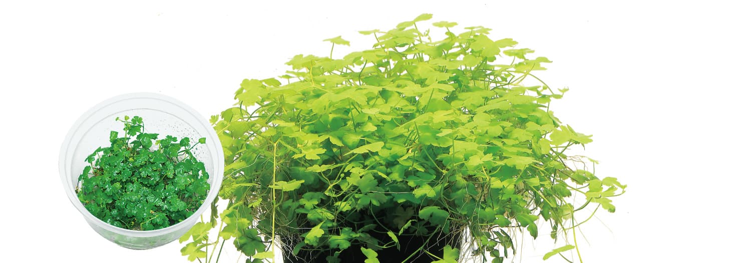 Hydrocotyle tripartita 'Mini'