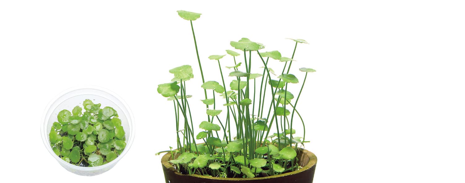 Hydrocotyle verticillata thumbnail 2