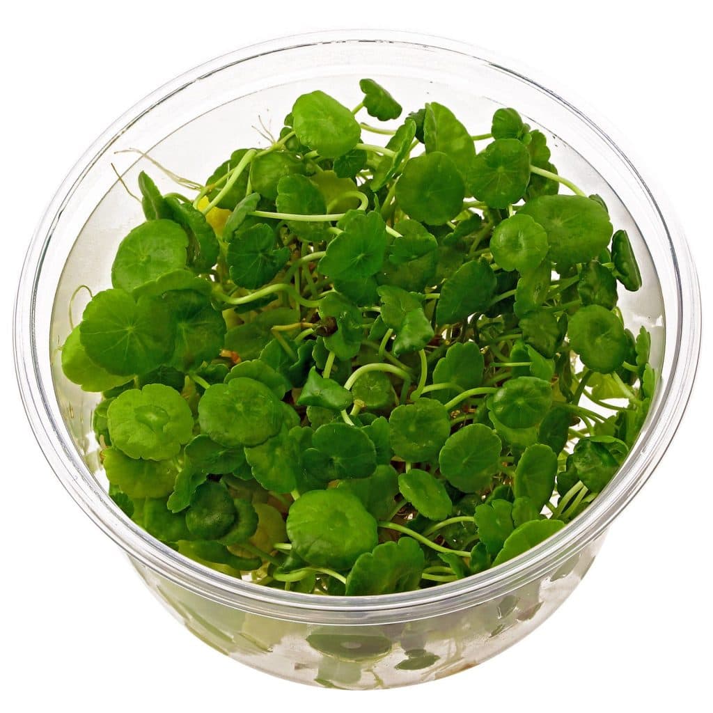 Hydrocotyle verticillata