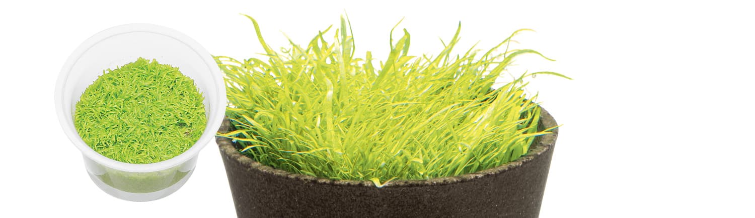 Eleocharis acicularis 'mini'