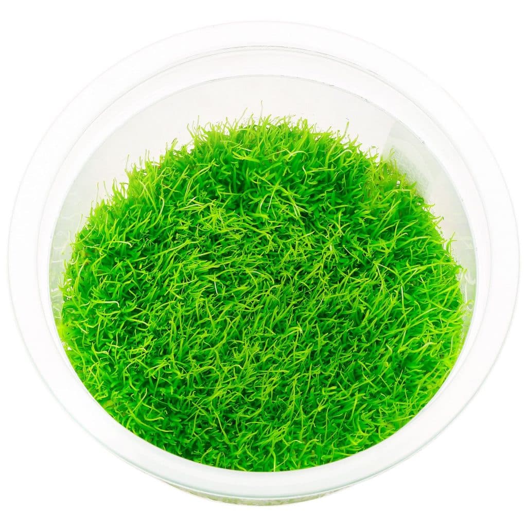 Utricularia graminifolia