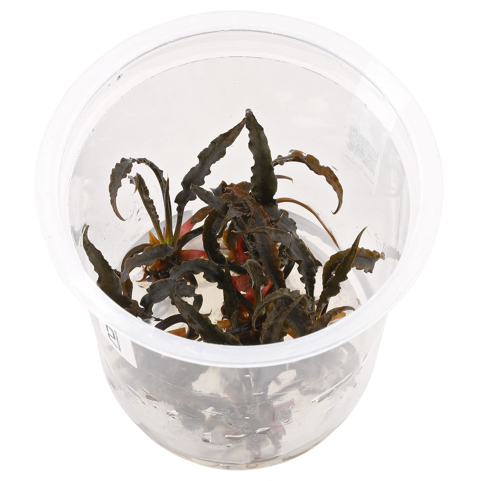 Cryptocoryne spiralis red