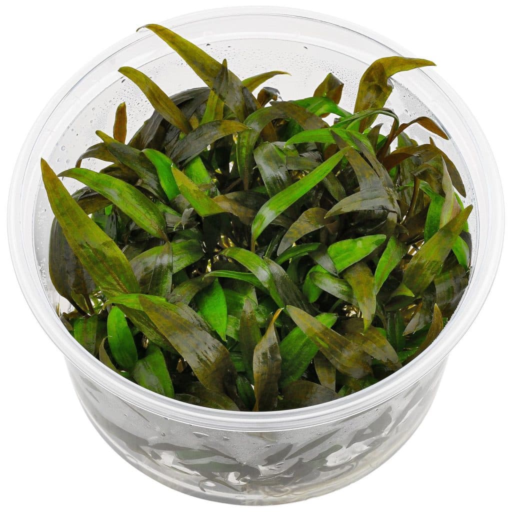 Cryptocoryne wendtii 'tropica'