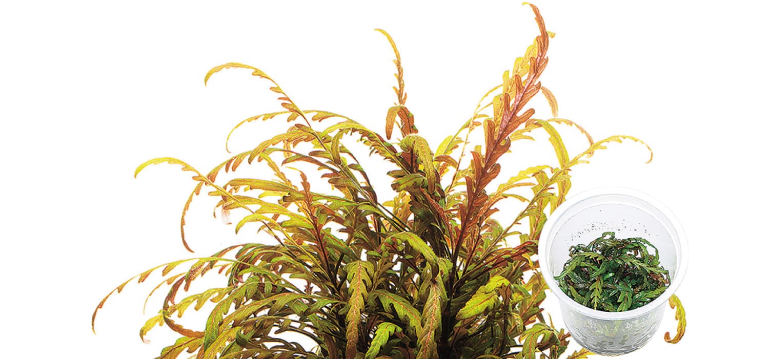 Hygrophilla pinnatifida 'UK' thumbnail 2