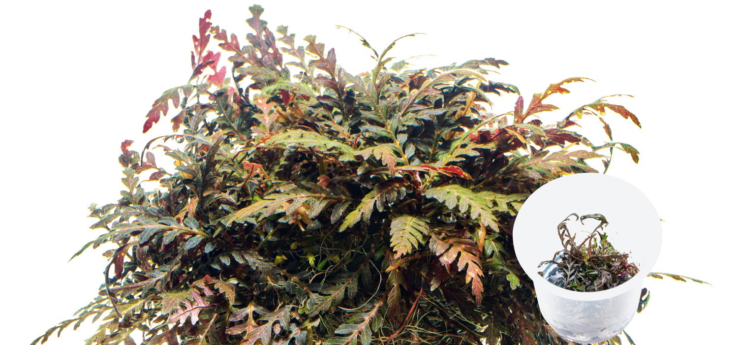 Hygrophilla pinnatifida 'UK'