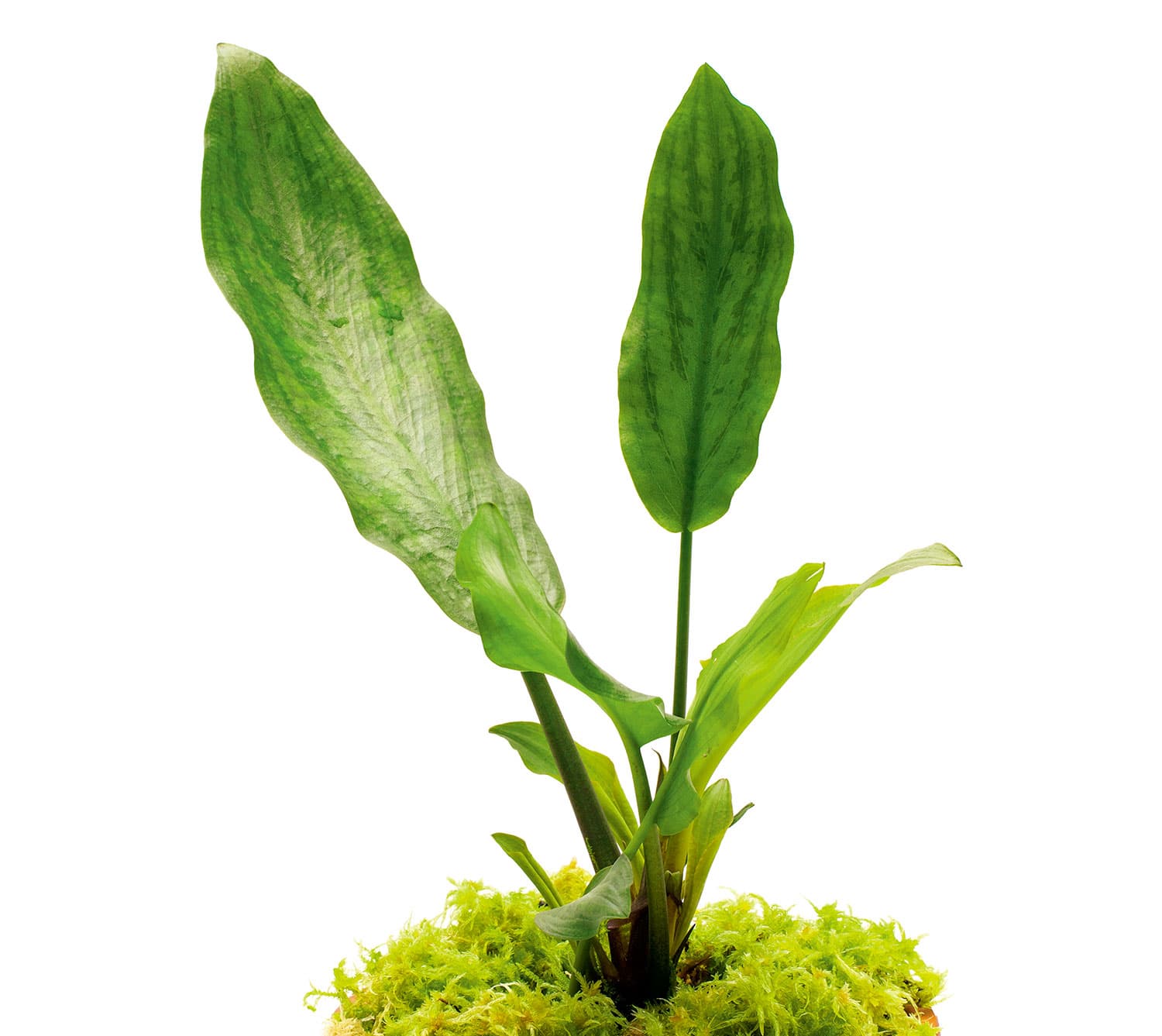 Homalomena humilis  Hook F 'Silver'