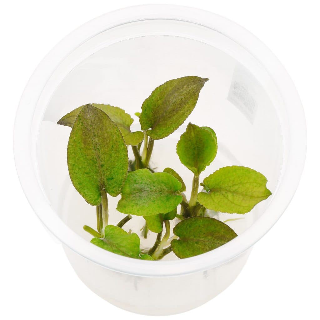 Lagenandra keralensis