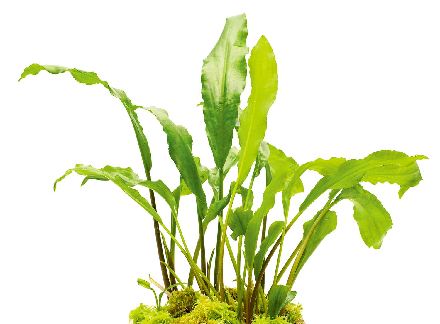 Lagenandra meeboldii 'green'