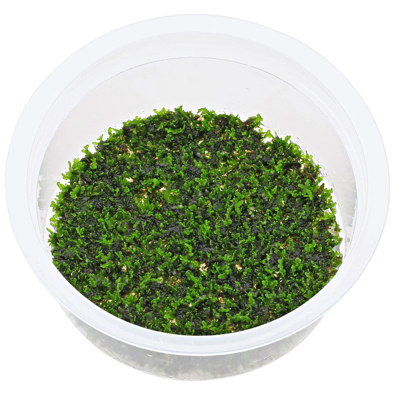 Riccardia chamedryfolia