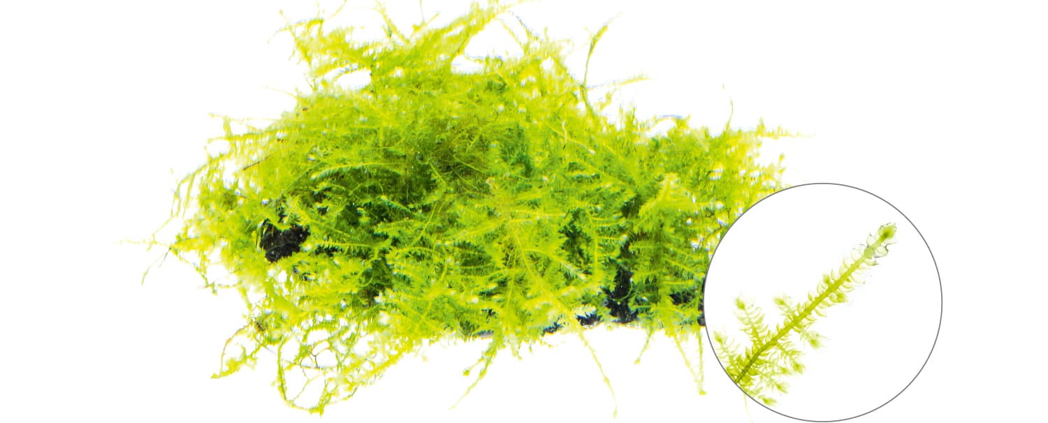 Taxiphyllum barbieri thumbnail 2