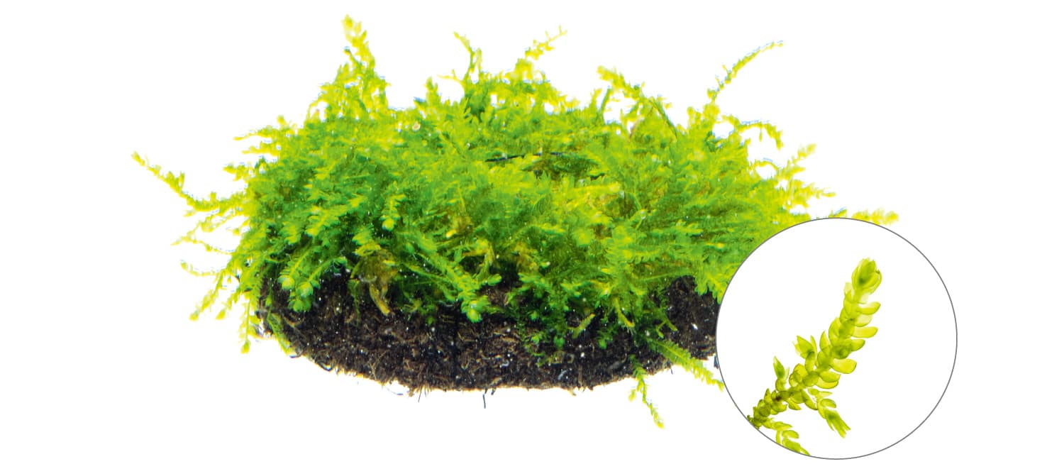 Vesicularia montagnei 'Chirstmas moss'