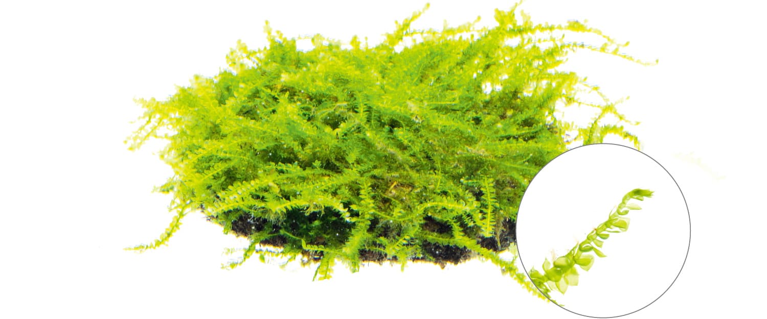 Vesicularia montagnei thumbnail 2