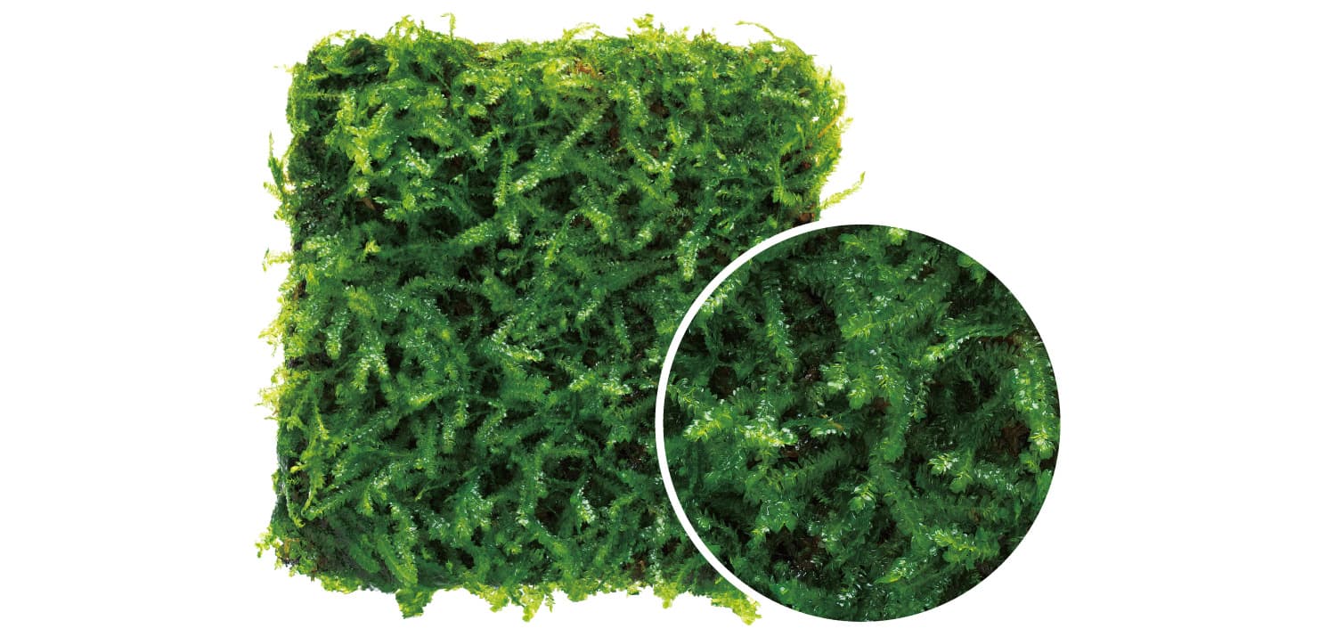 Callicostella prabaktiana