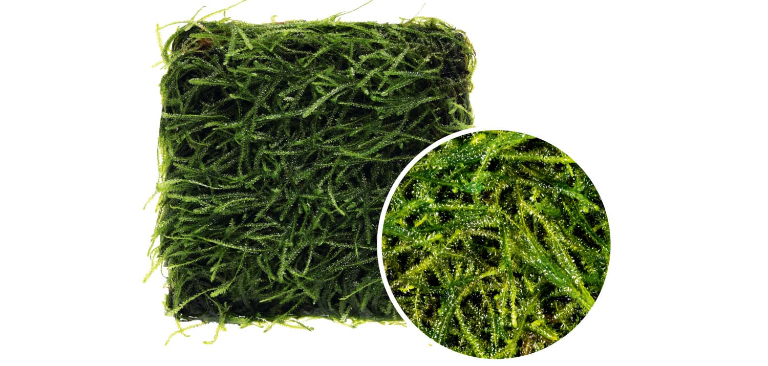 Taxiphyllum barbieri