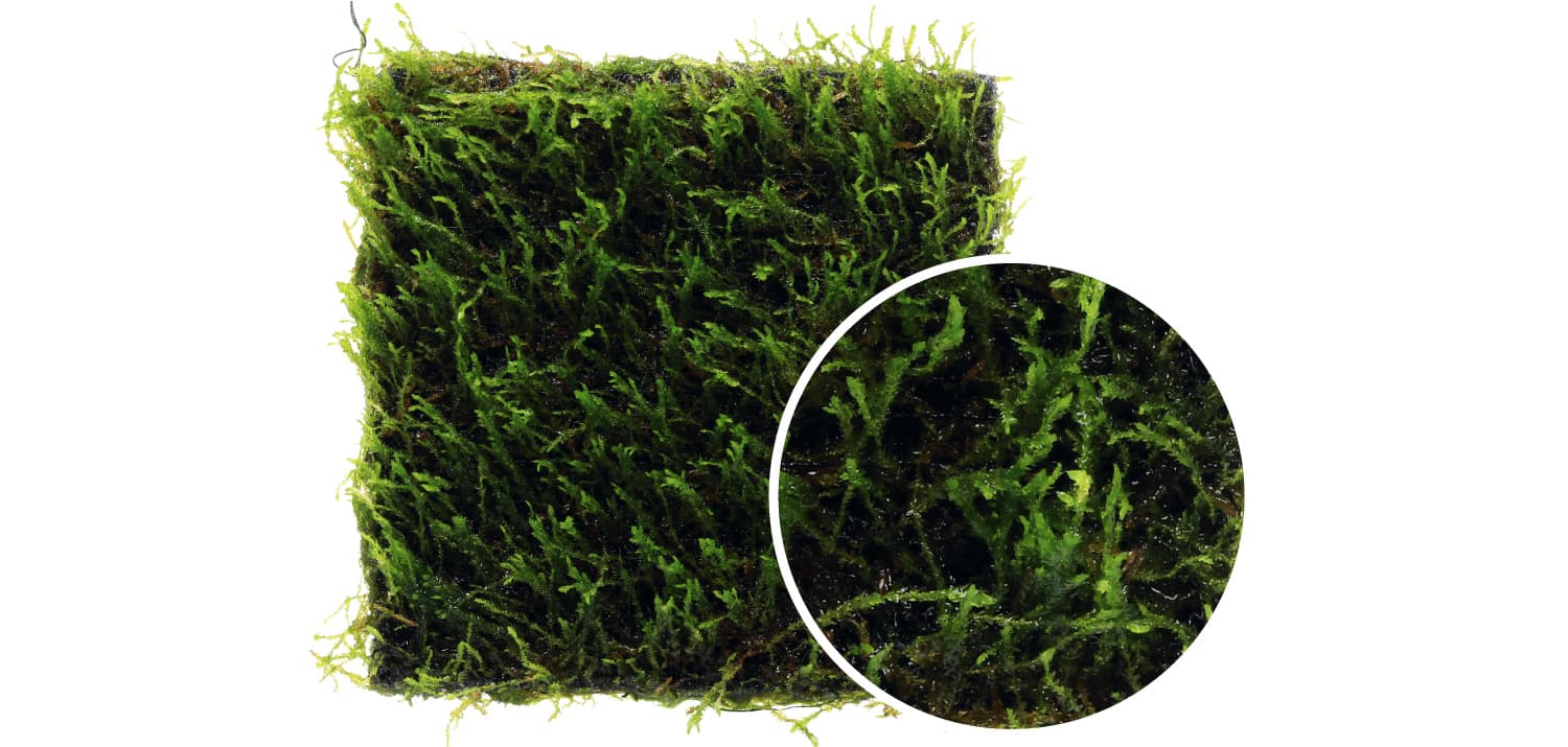Taxiphyllum flame moss