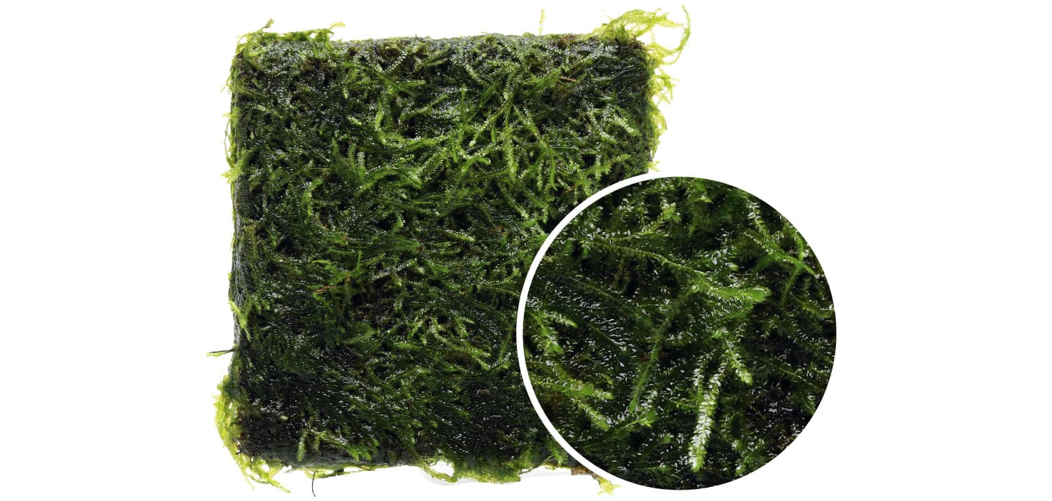 Taxiphyllum spiky moss