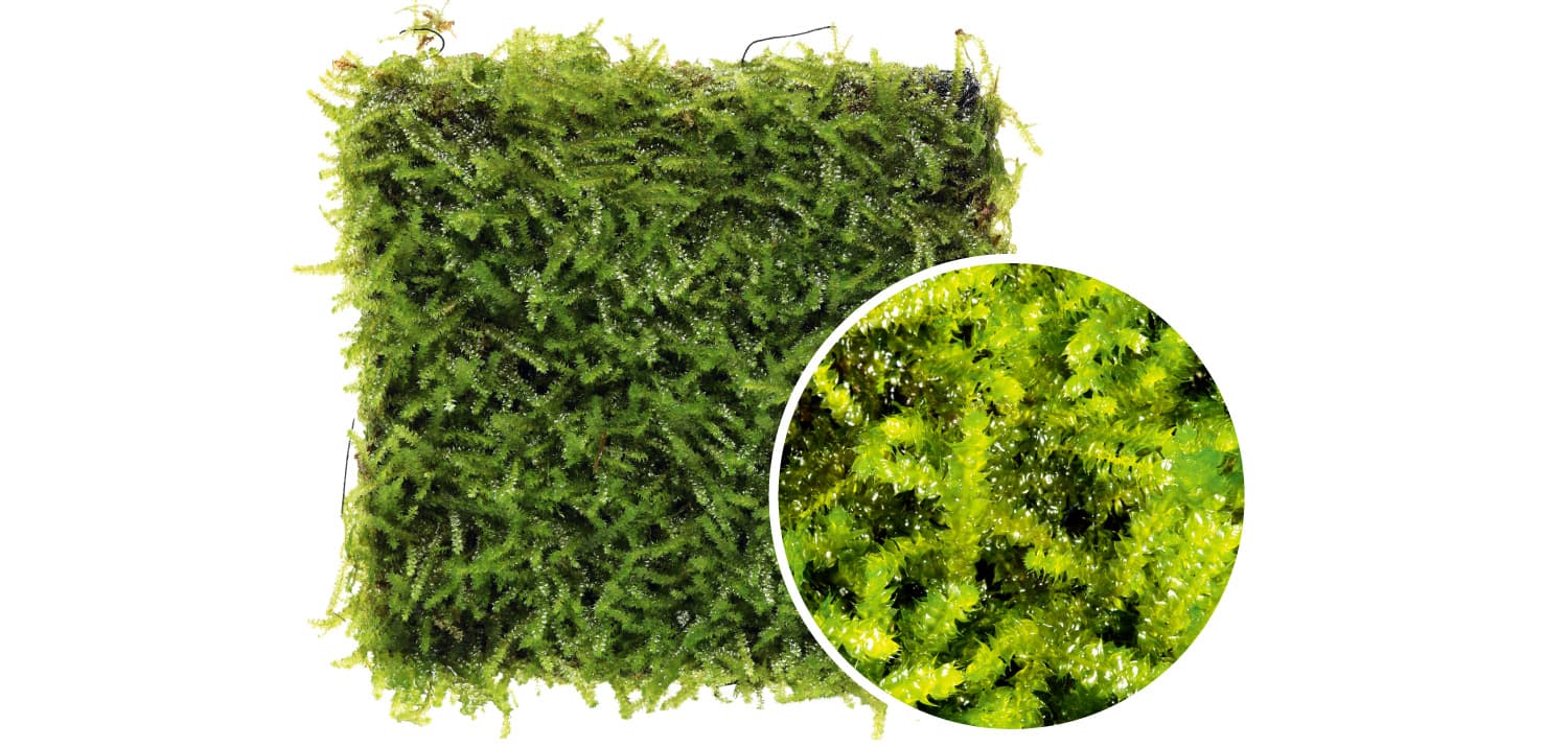 Vesicularia montagnei