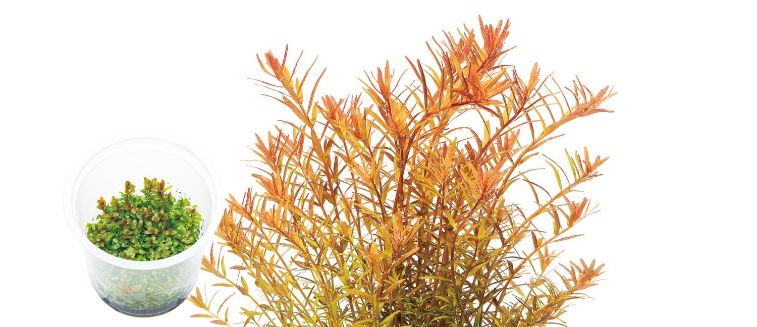 Rotala rotundifolia green