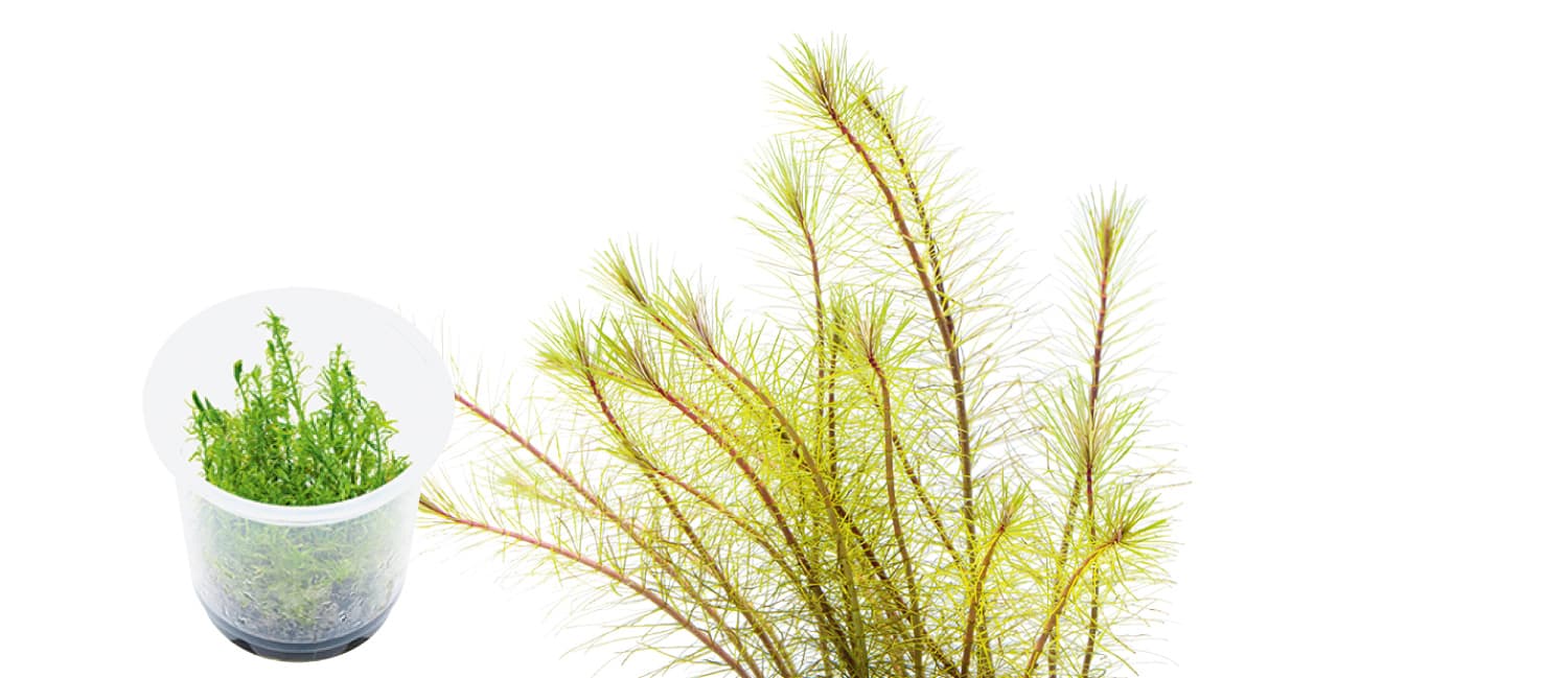 Rotala wallichii 'long leaf'